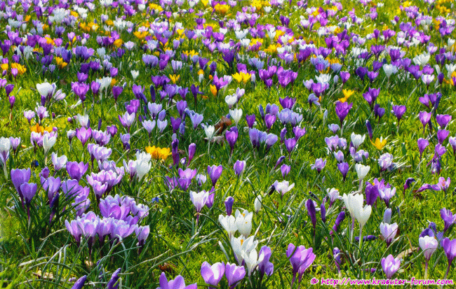 An den Beitrag angehängtes Bild: https://www.kraeuter-forum.com/blumen/krokus.gif
