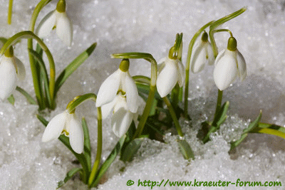 An den Beitrag angehängtes Bild: https://www.kraeuter-forum.com/blumen/schneegl.gif